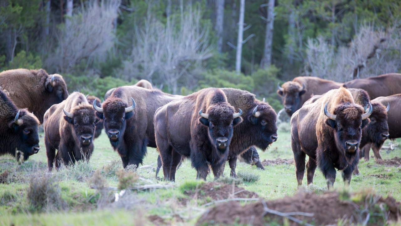 Bisontes europeos caminando por el bosque de Hiperia en España como parte de un proyecto de rewilding.